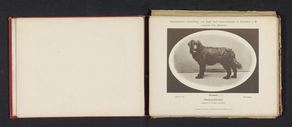 Newfoundlander Privateer die een ereprijs heeft gewonnen op de Internationale Ausstellung von Jagd und Luxus Hunden in 1891…