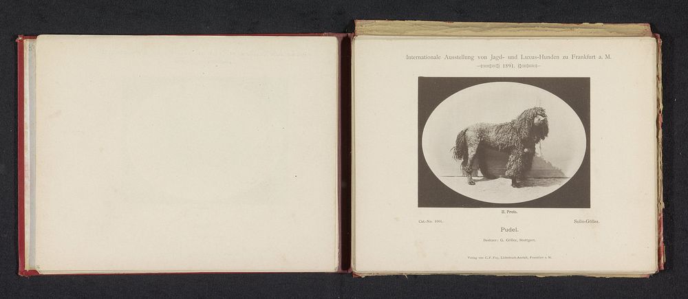 Poedel Sollo-Göller die een tweede prijs heeft gewonnen op de Internationale Ausstellung von Jagd und Luxus Hunden in 1891…