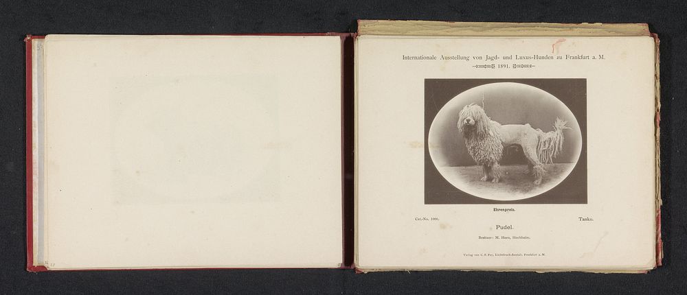 Poedel Tanko die een ereprijs heeft gewonnen op de Internationale Ausstellung von Jagd und Luxus Hunden in 1891 (1891) by…