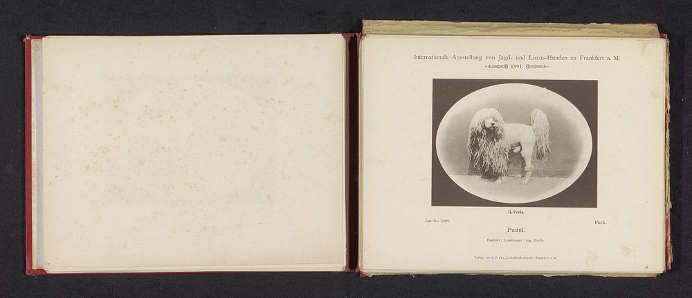 Poedel Puck die een tweede prijs heeft gewonnen op de Internationale Ausstellung von Jagd und Luxus Hunden in 1891 (1891) by…