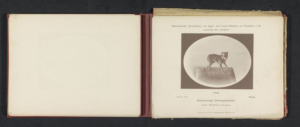Dwergpinscher Mäusle die een eerste prijs heeft gewonnen op de Internationale Ausstellung von Jagd und Luxus Hunden in 1891…