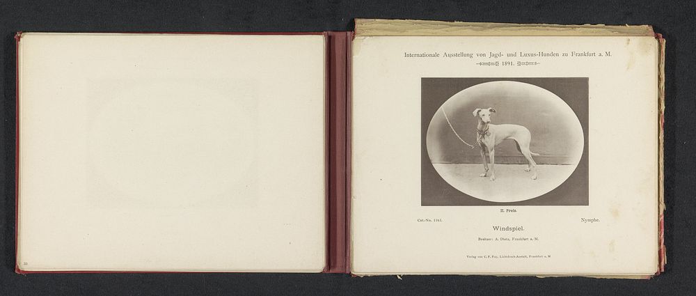 Windhond Nymphe die een tweede prijs heeft gewonnen op de Internationale Ausstellung von Jagd und Luxus Hunden in 1891…