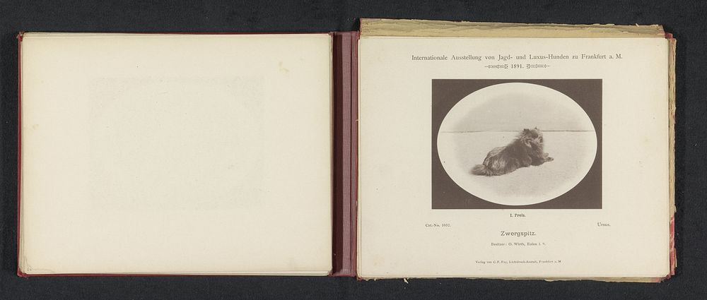 Dwergkeeshond Ursus die een eerste prijs heeft gewonnen op de Internationale Ausstellung von Jagd und Luxus Hunden in 1891…