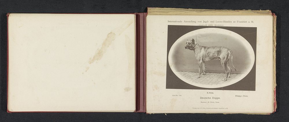 Duitse dog Hidalgo die een tweede prijs heeft gewonnen op de Internationale Ausstellung von Jagd und Luxus Hunden in 1891…