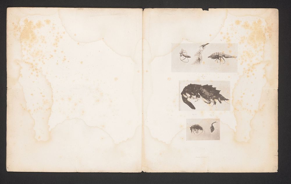 Zeeworm, een pissebed, een garnaal, een Gammaridea en een zeekomma (c. 1878 - in or before 1879) by Maurits Verveer
