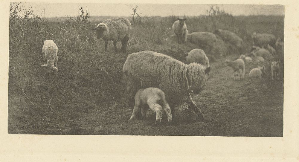 Schapen op de heide in Suffolk (1883 - 1888) by Peter Henry Emerson, anonymous and Marston Searle  and Rivington Sampson Low