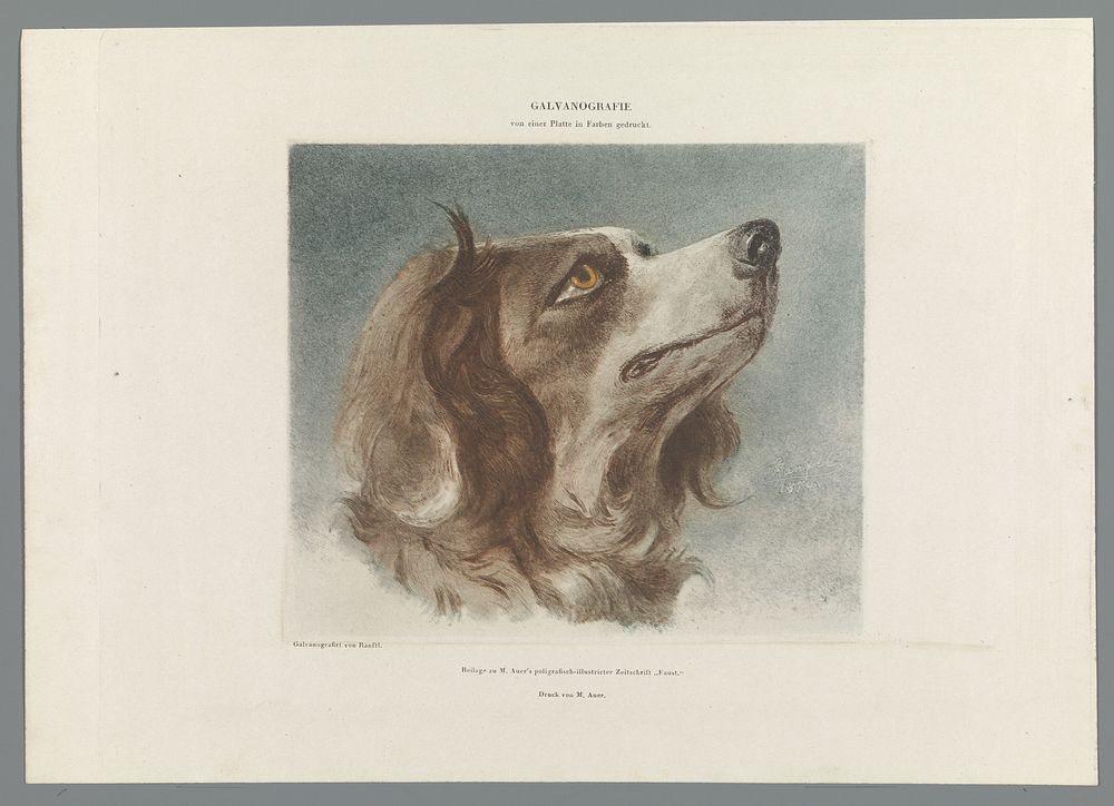Kop van een hond (1854 - 1855) by anonymous, Alois Auer and Matthias Johann Ranftl