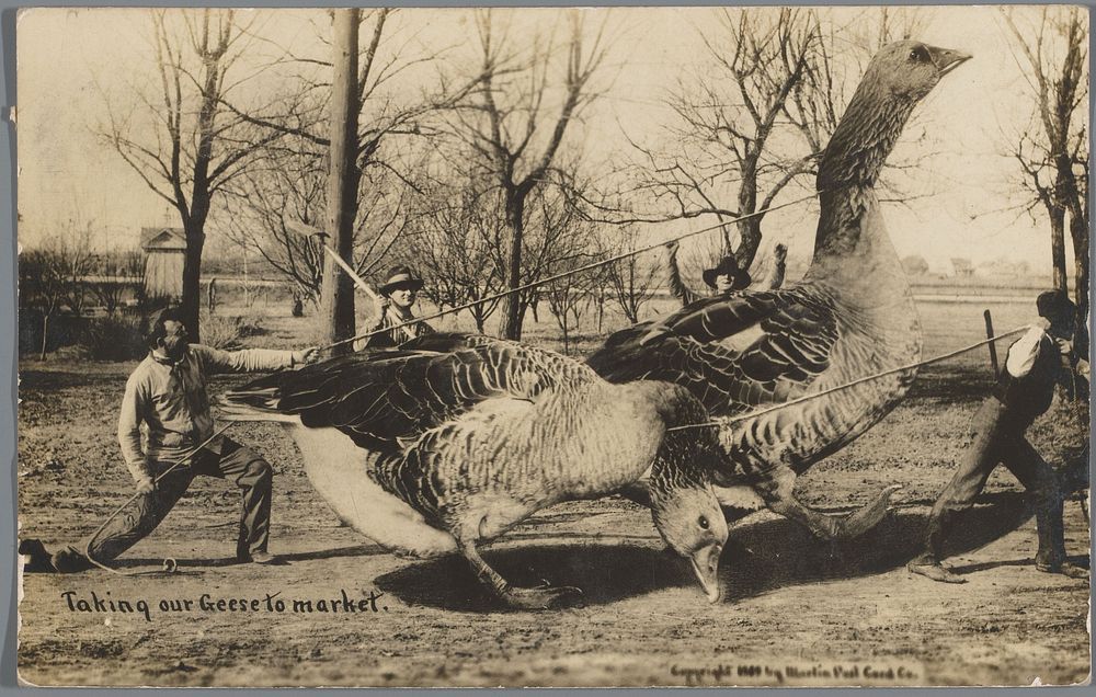 Taking our Geese to market (exaggeration) (1909) by Martin Post Card Co