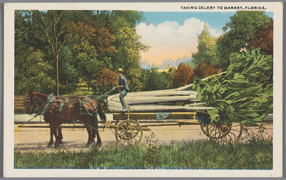 Taking celery to market, Florida (1909) by Leigh and H  and W B Drew Company