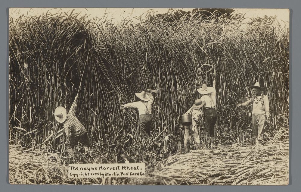 Prentbriefkaart met vijf mensen die reusachtig graan proberen te oogsten (1909) by Martin Post Card Co and The North…