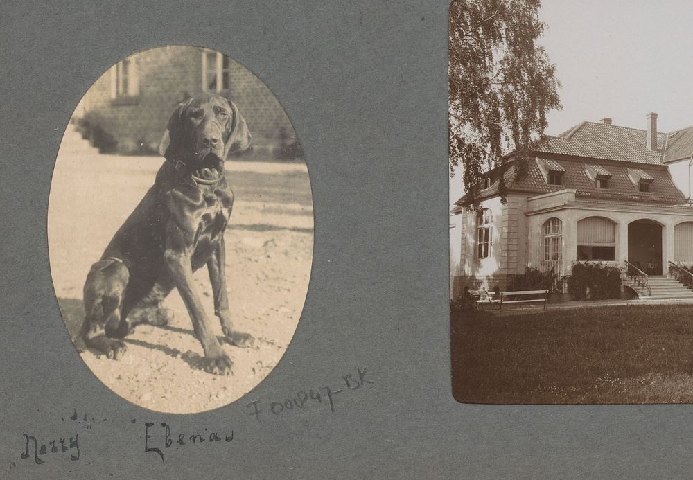 Zittende hond genaamd Nerry (1906) by anonymous