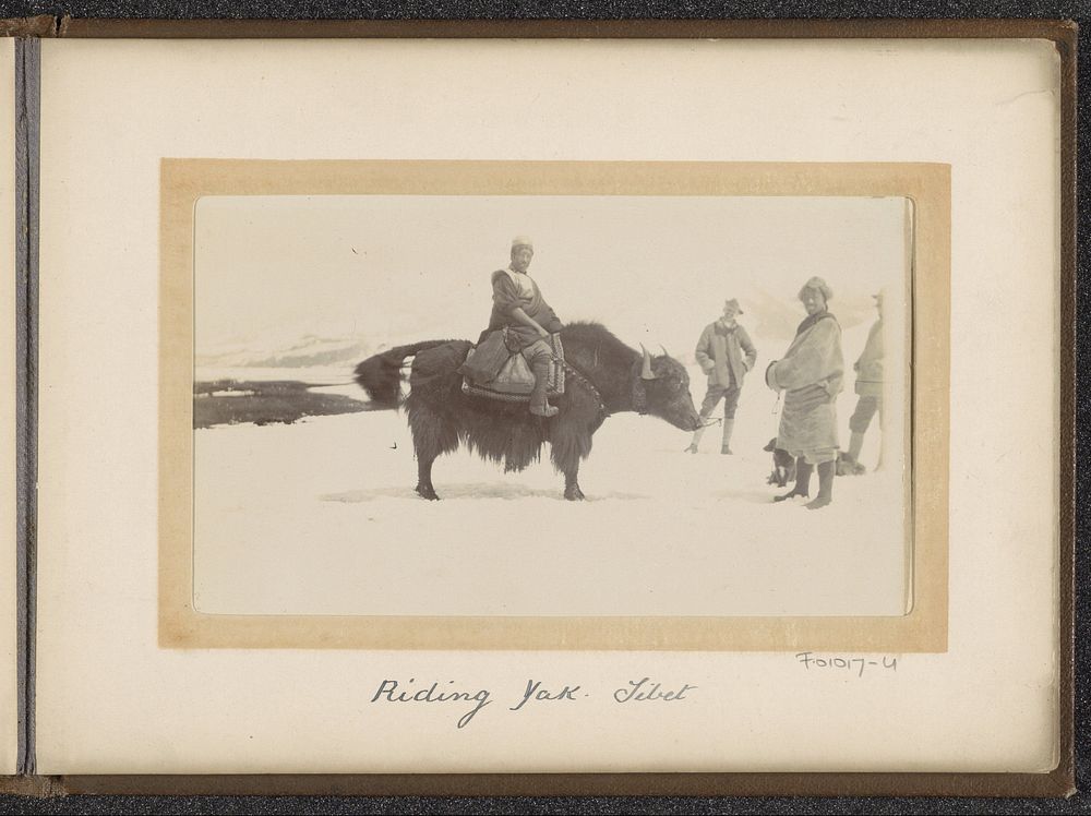 Man op een yak in Tibet (1903 - 1906) by D T Dalton