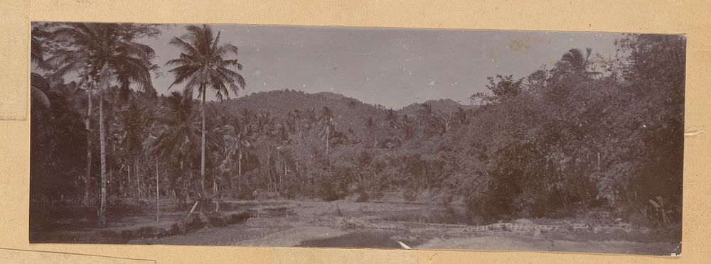 Landschap met palmbomen in Nederlands-Indië (1917) by anonymous