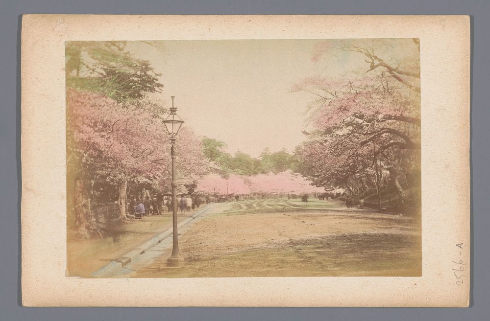 Park met bloeiende Japanse kers in Japan (1860 - 1900) by anonymous