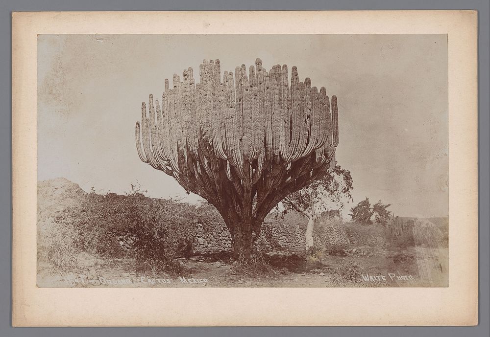 Organo cactus in Mexico (1897 - 1923) by Charles Betts Waite