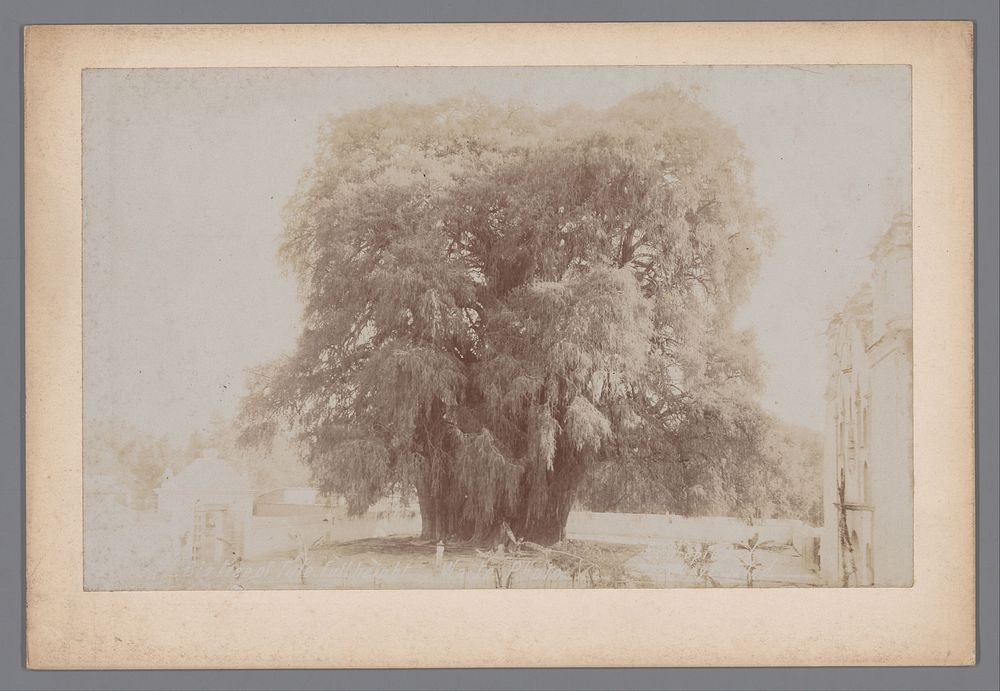 Gezicht op de Árbol del Tule in Santa María del Tule (1897 - 1923) by Charles Betts Waite