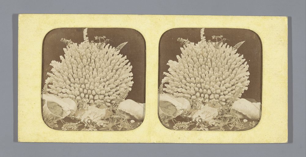 Stilleven met koraal, schelpen en waterplanten (1855 - 1875) by anonymous