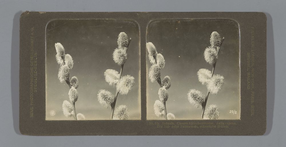 Katjes van Treurwaterwilg (Salix caprea) (c. 1900 - c. 1920) by Neue Photographische Gesellschaft