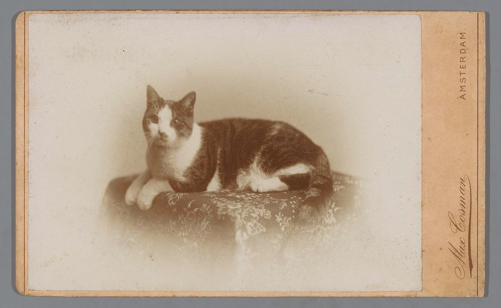 Kat op een kussen (c. 1881 - c. 1903) by Max Cosman
