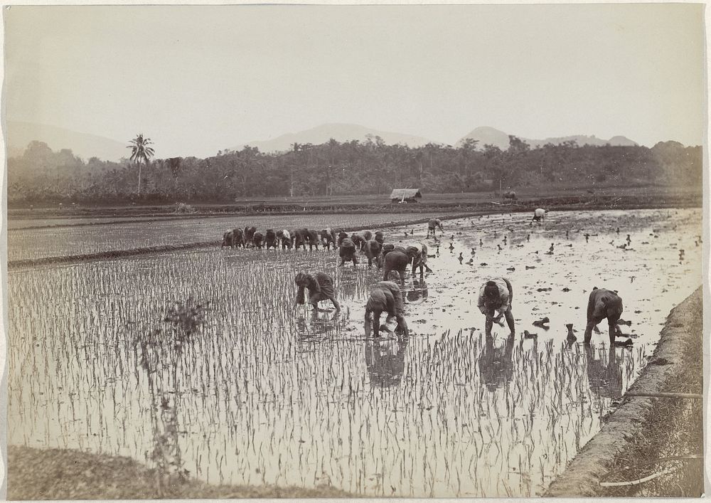 Rijstaanplant in Indonesië (1890 - 1903) by Onnes Kurkdjian