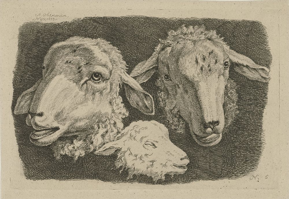 Twee schapenkoppen en een kop van een lam (1809) by Anthony Oberman