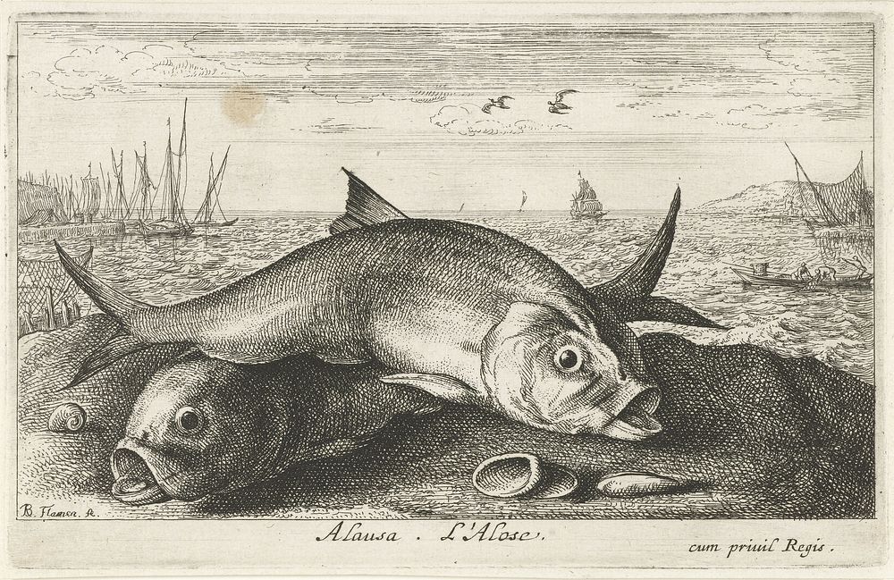 Twee meivissen op het strand (1664) by Albert Flamen, Albert Flamen, Jacques van Merlen and Lodewijk XIV koning van Frankrijk