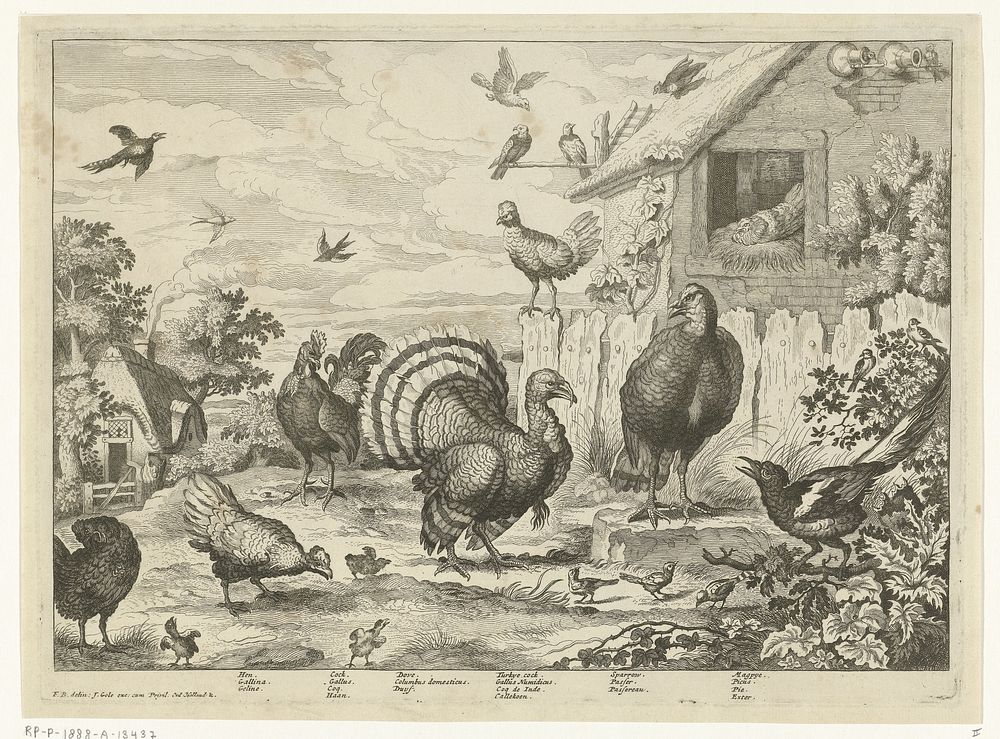 Verschillend gevogelte en een kalkoen (1670 - 1724) by Jan Griffier I, Francis Barlow and Jacob Gole