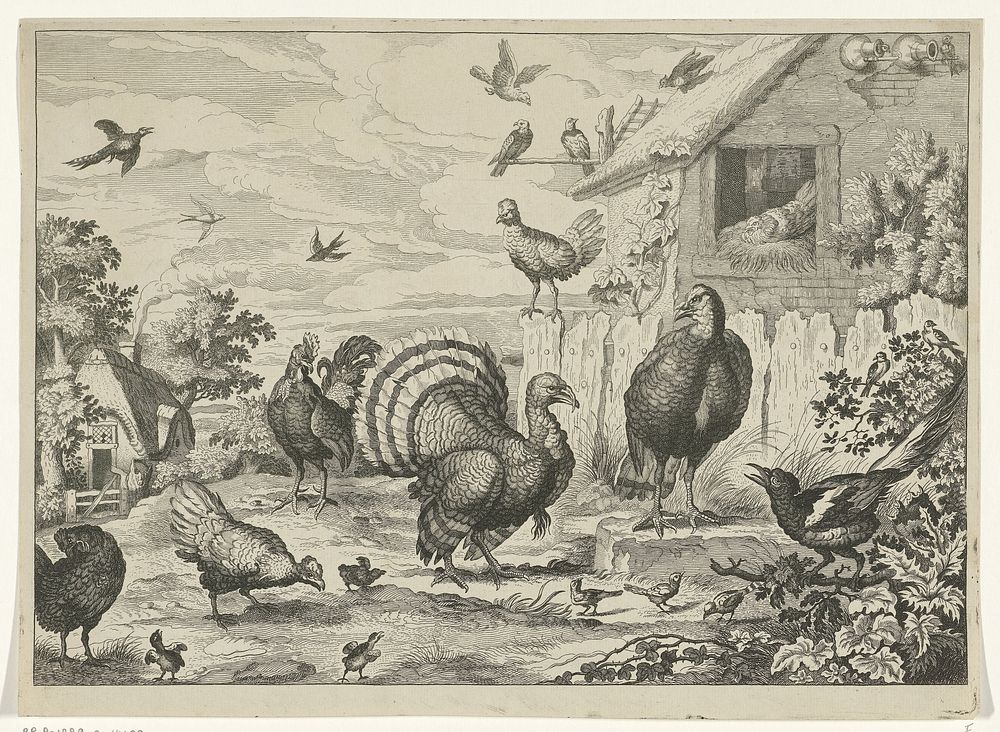 Verschillend gevogelte en een kalkoen (1655 - 1718) by Jan Griffier I and Francis Barlow