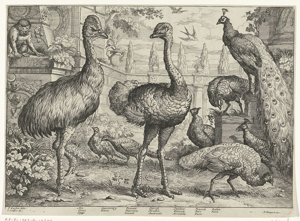 Verschillende vogels en een aap (1655 - 1718) by Jan Griffier I, Francis Barlow and Pierce Tempest
