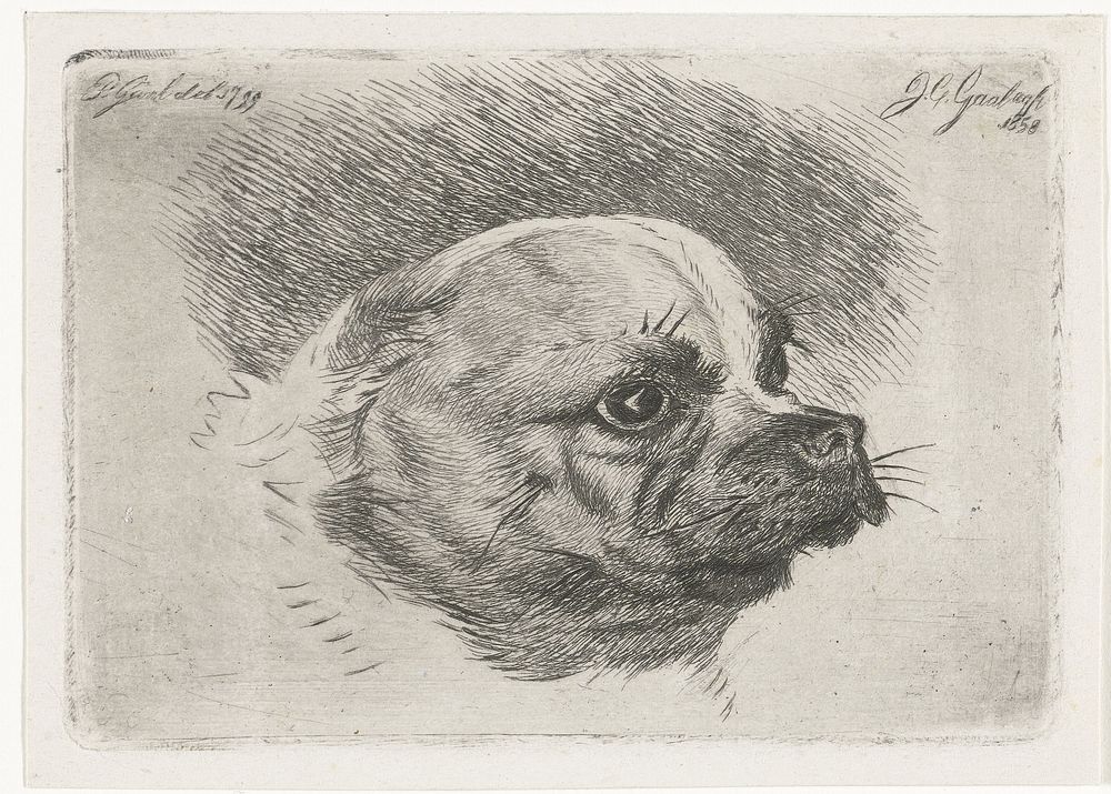 Kop van een mopshond (1858) by Jacobus Cornelis Gaal and Pieter Gaal