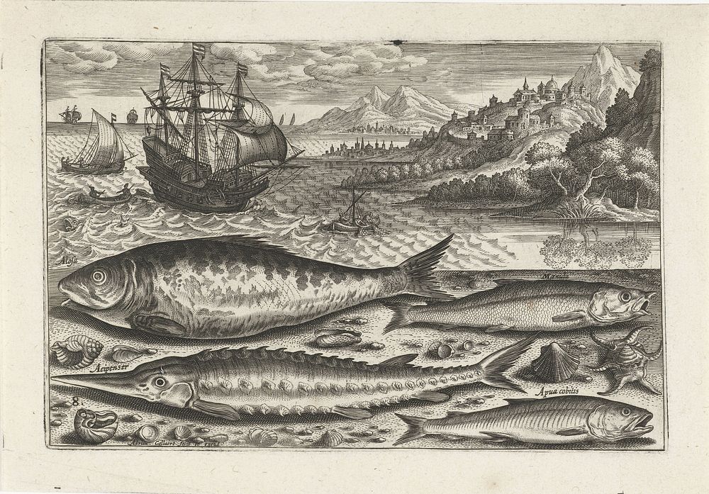 Vier vissen op het strand (after 1598 - 1618) by Adriaen Collaert, Adriaen Collaert and Adriaen Collaert