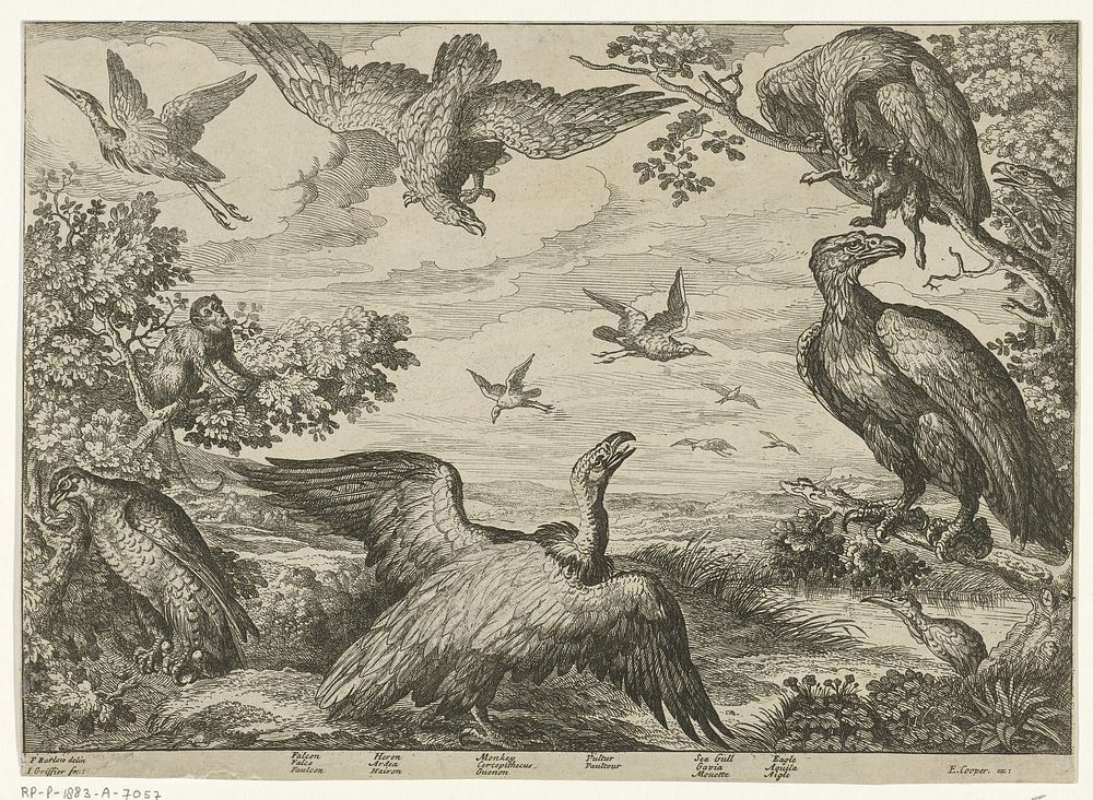 Verschillende vogels en een aap (1655 - 1718) by Jan Griffier I, Francis Barlow and Edward Cooper