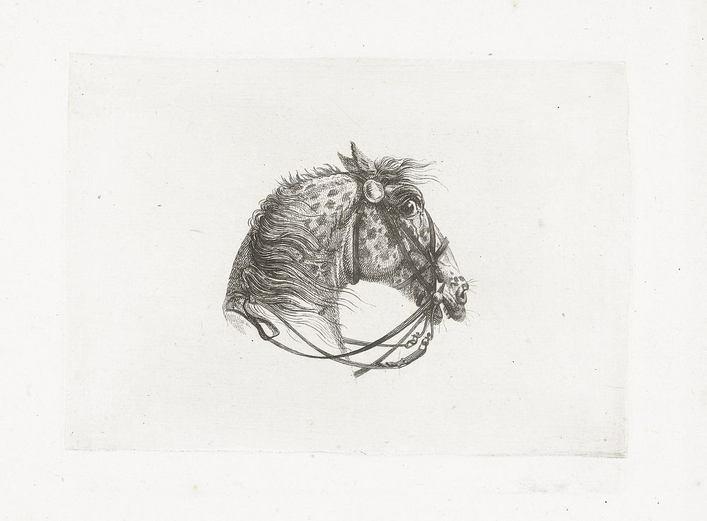 Paardenhoofd van schimml, naar rechts (1801) by Joannes Bemme and Dirk Langendijk