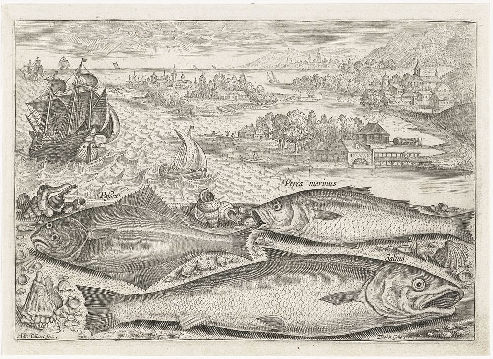 Drie vissen op het strand (1627 - 1636) by Adriaen Collaert, Adriaen Collaert and Theodoor Galle