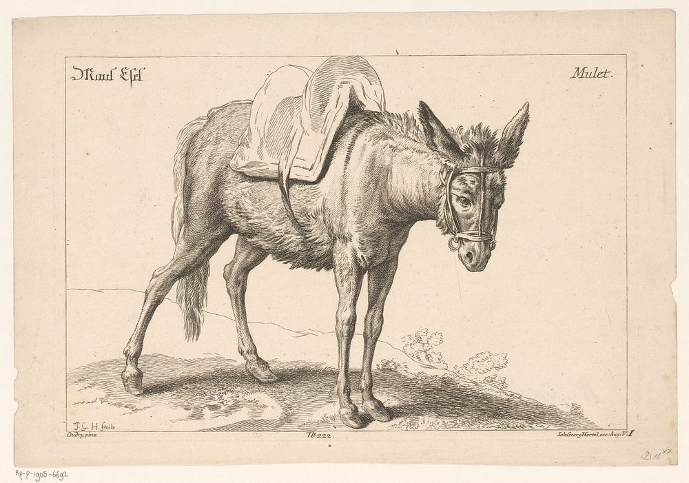 Muilezel (1705 - 1775) by Johann Georg Hertel I, Jean Baptiste Oudry and Johann Georg Hertel I