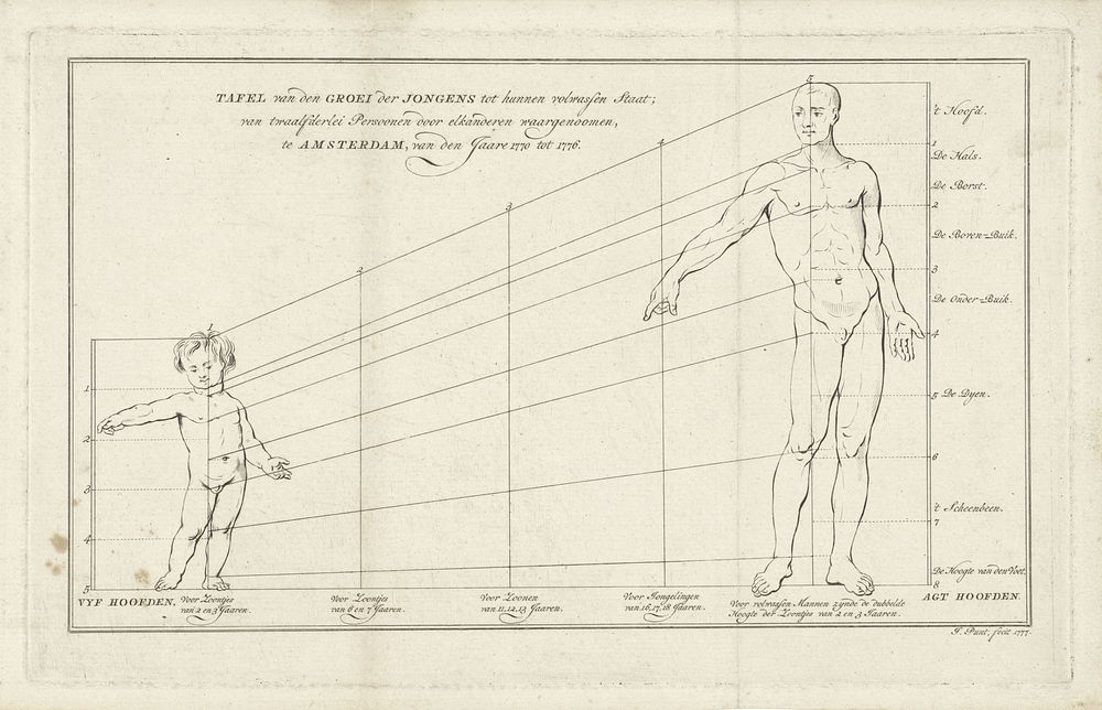 Tabel met proportietekeningen van een kleuter en van een volwassen man (1777) by Jan Punt