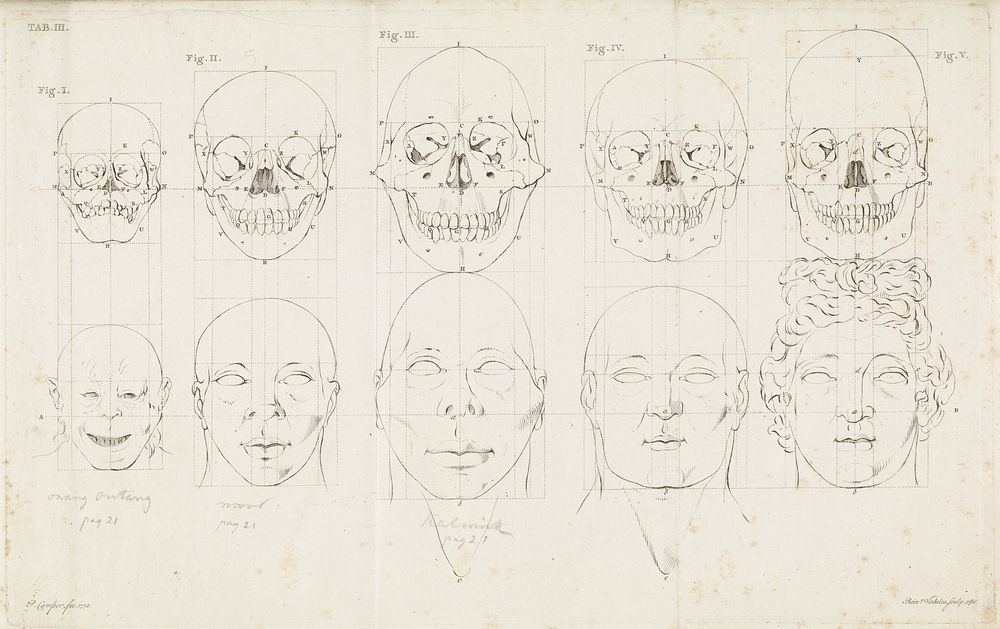 Studie van een apenkop en een menselijke kop en schedel (1786) by Reinier Vinkeles I and Petrus Camper