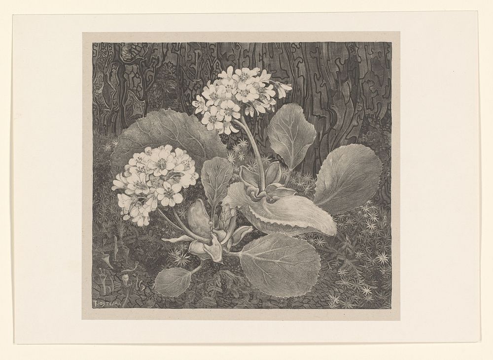 Primula in het mos (c. 1898) by Theo van Hoytema