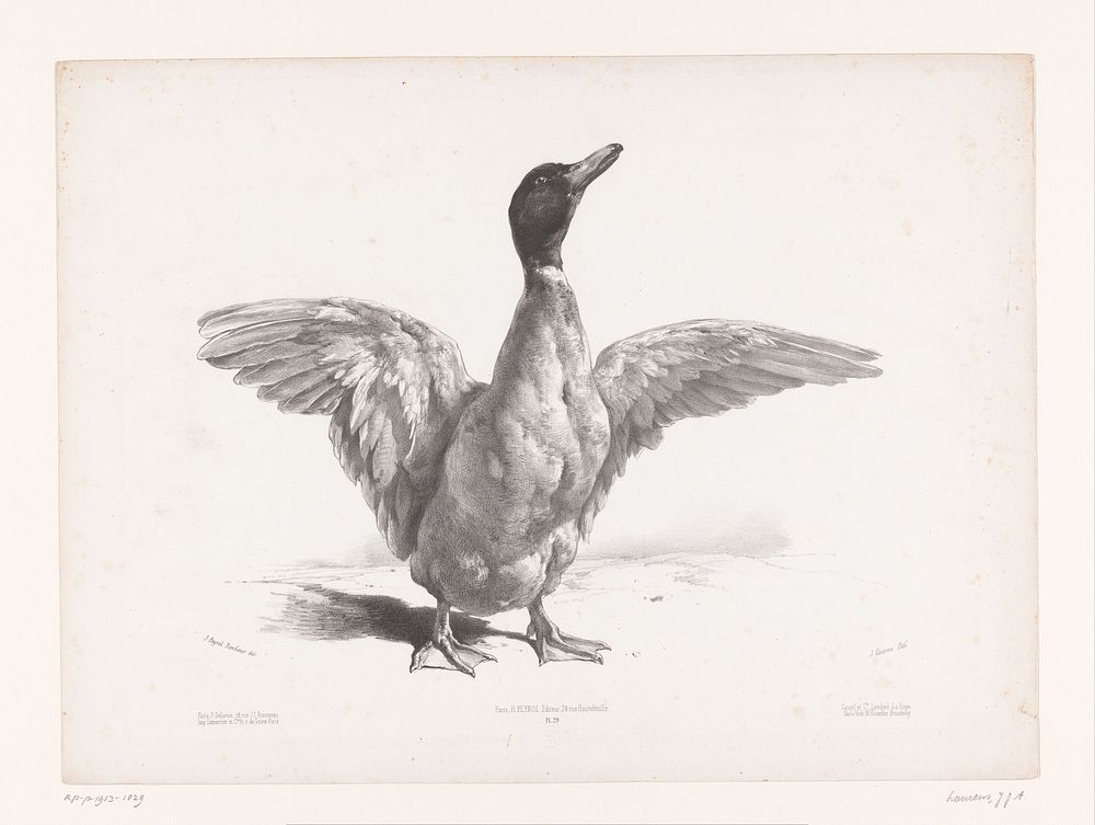 Studie van een eend met gespreide vleugels (1865 - 1878) by Jules Joseph Augustin Laurens, Juliette Bonheur, Lemercier and…