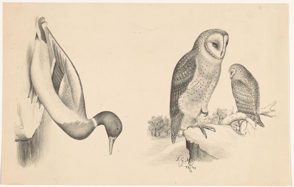 Twee voorstellingen met vogels (1901) by Balthasar Meisner