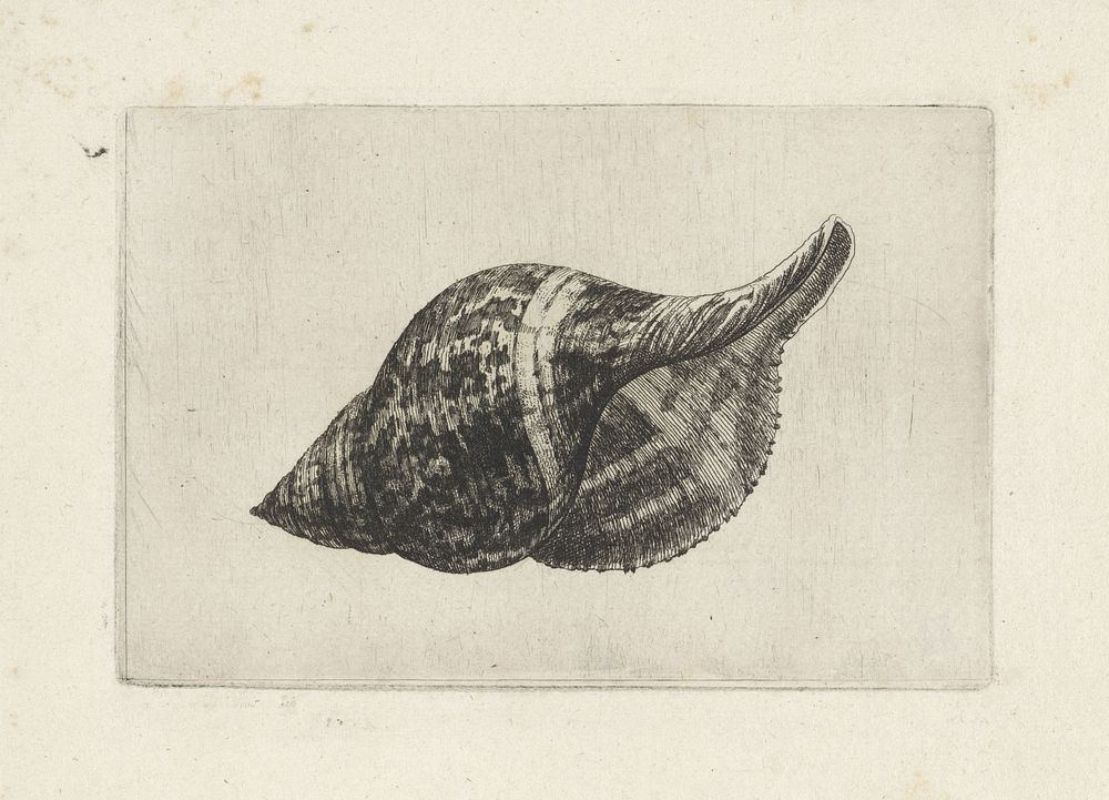 Schelp, fasciolaria tulipa (1644 - 1652) by Wenceslaus Hollar