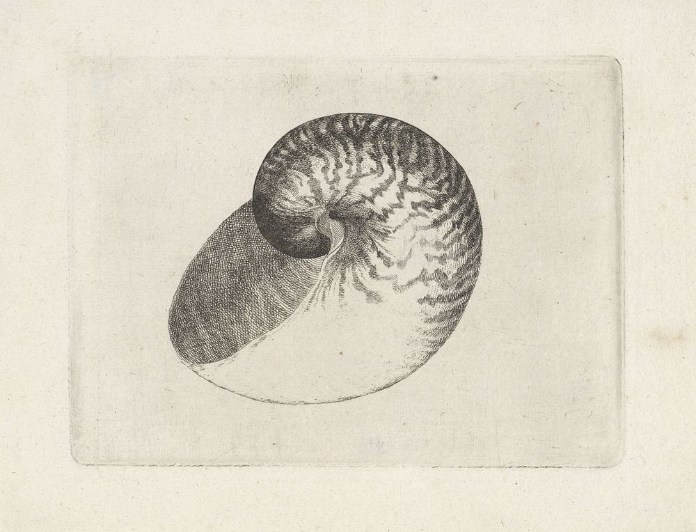 Schelp, nautilus pompilius (1644 - 1652) by Wenceslaus Hollar