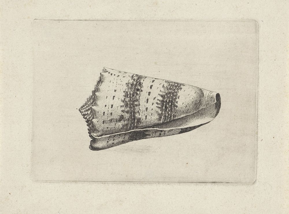 Schelp, conus imperialis (1644 - 1652) by Wenceslaus Hollar