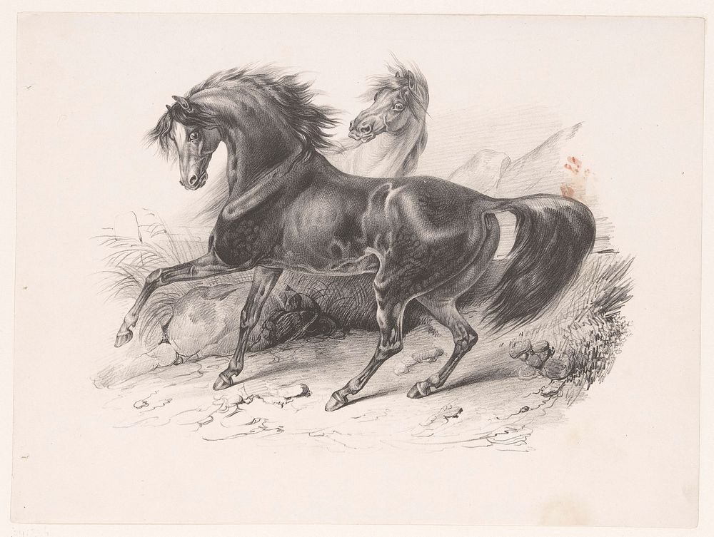 Twee wilde paarden (1811 - 1866) by Victor Adam