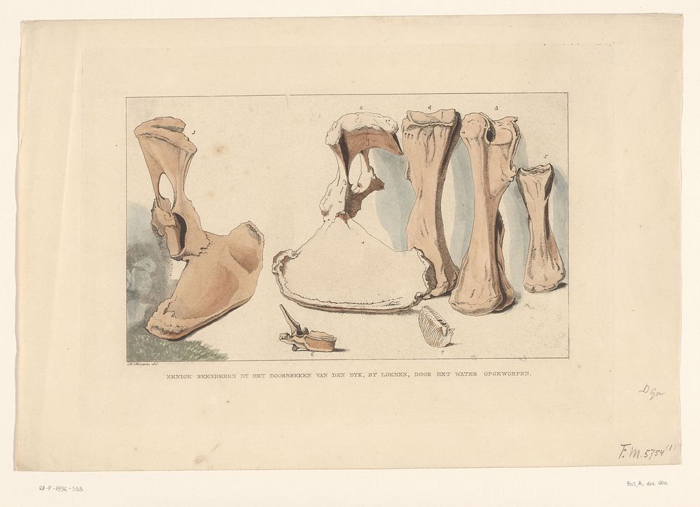 Fossiele beenderen gevonden tijdens de watersnood bij Loenen, 1809 (1809) by Anthonie van den Bos and Hendrik Hoogers