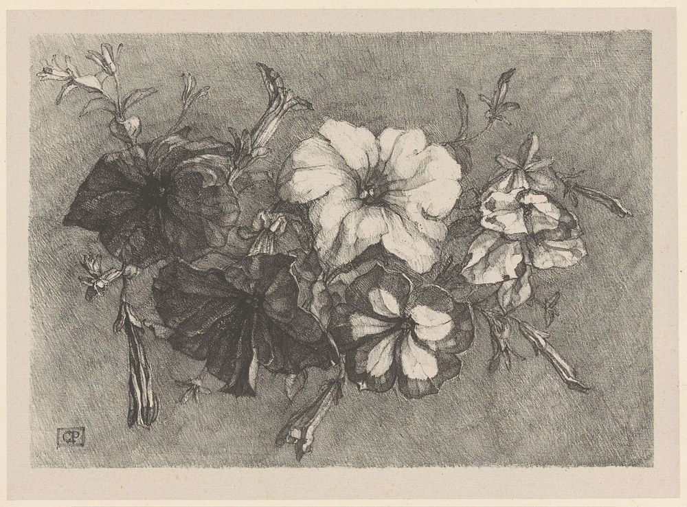 Petunia's (1876 - 1931) by Corrie Pabst