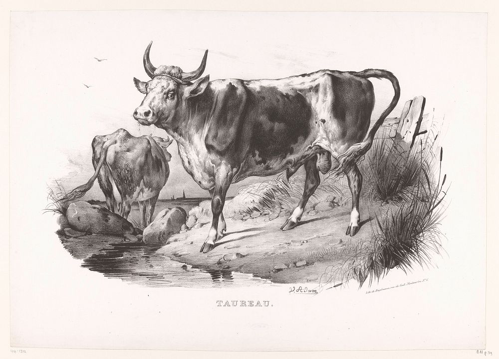 Stier (1829 - 1830) by Victor Adam and Gottfried Engelmann