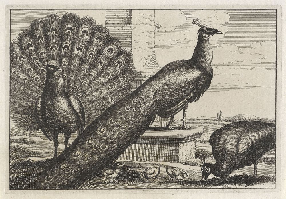 Drie pauwen (1654 - 1712) by anonymous, Wenceslaus Hollar and Francis Barlow