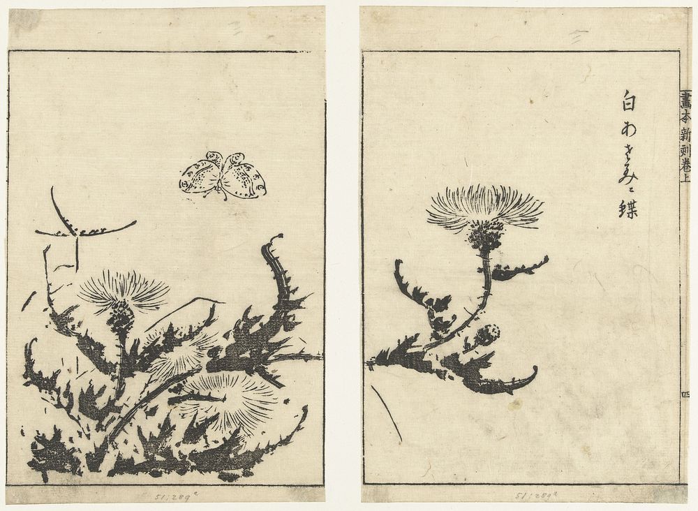Distels en vlinder (1700 - 1750) by Tachibana Morikuni