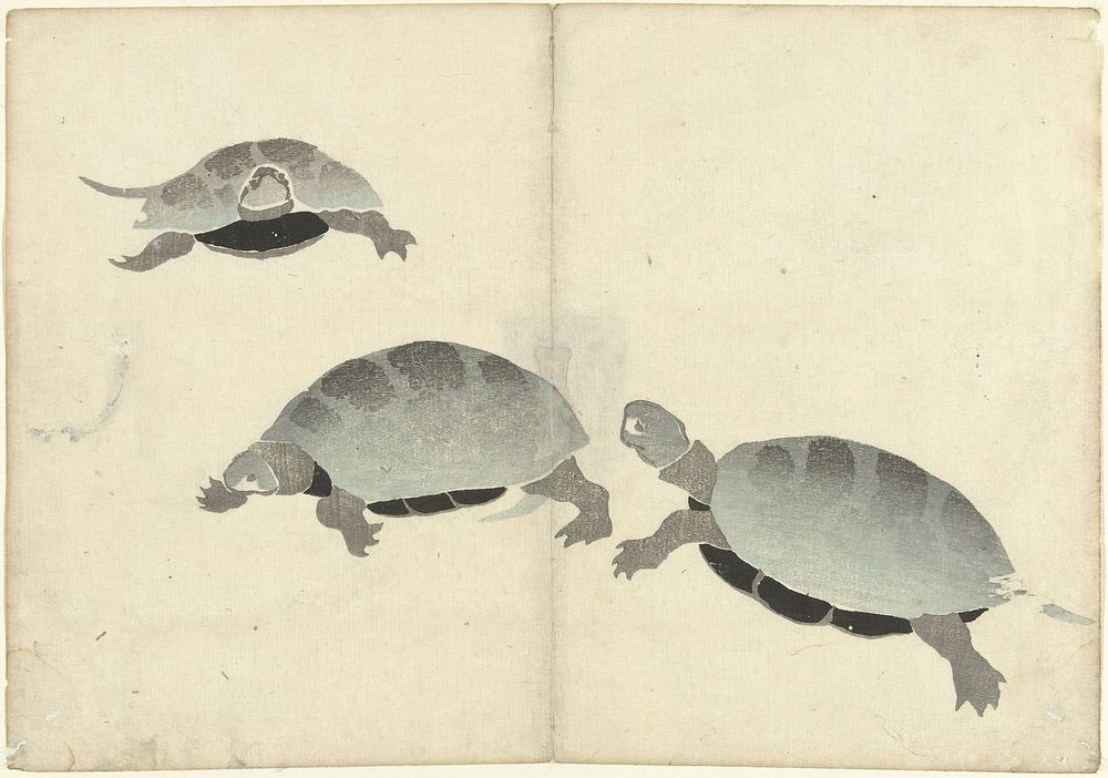 Drie schildpadden (1826) by Nakamura Hôchû, Matsuda Shinsuke, Izumiya Shojiro and Ogata Korin